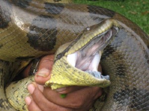 Anaconda-wanting-to-help-Paul-paint-at-Henry-Vilas-Zoo