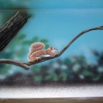 painting by Paul Barker of squirrel on branch in mural at Wissahickon Environmental Center in Philadelphia